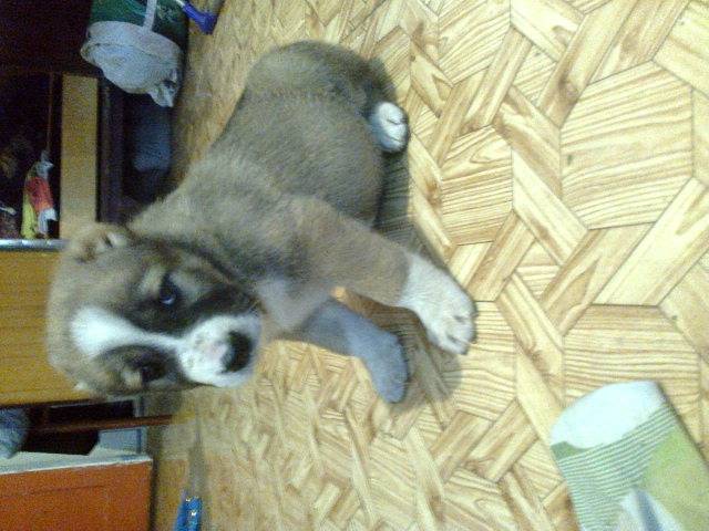 Продам. Щенки среднеазиатской овчарки., фотография 2