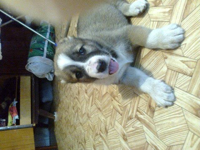 Продам. Щенки среднеазиатской овчарки., фотография 3