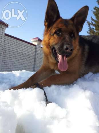 Продам. Щенки немецкой овчарки., фотография 1