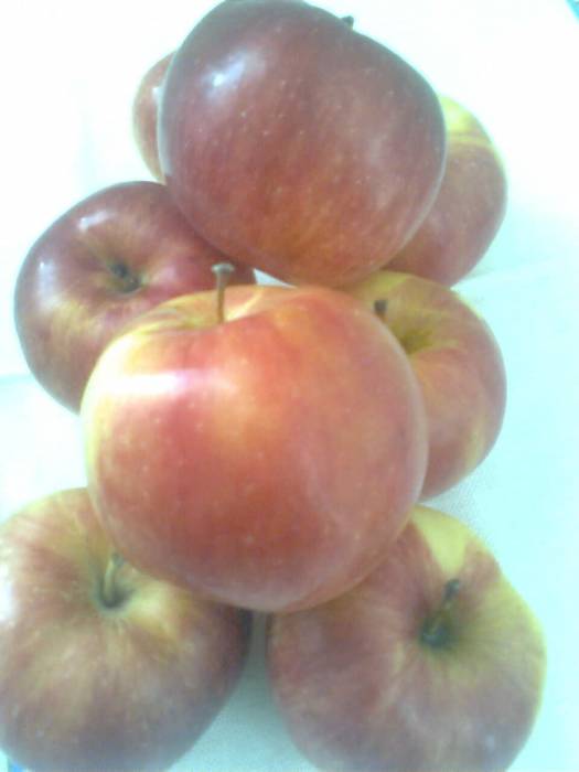 Продаются яблоки, фотография 1