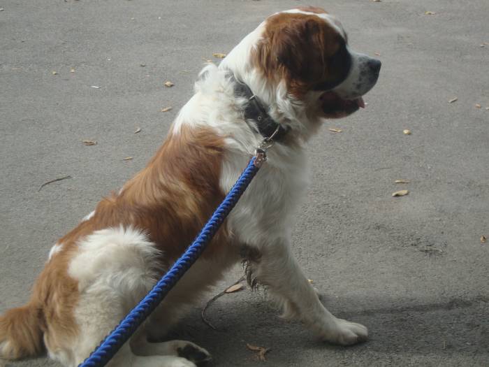 Московская сторожевая, фотография 1