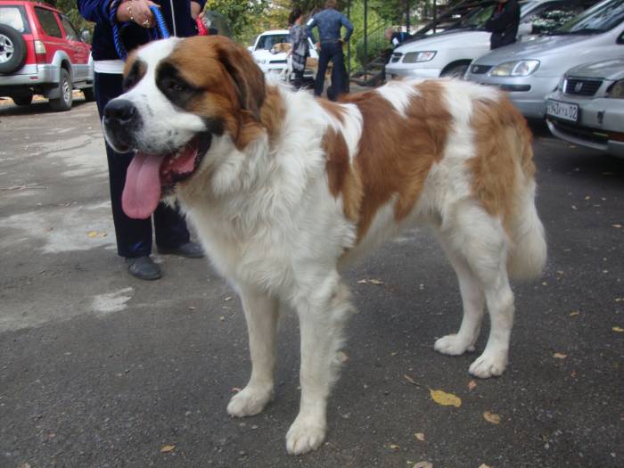 Московская сторожевая, фотография 2