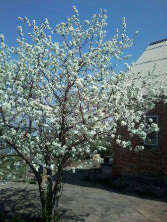 продам дом, фотография 2