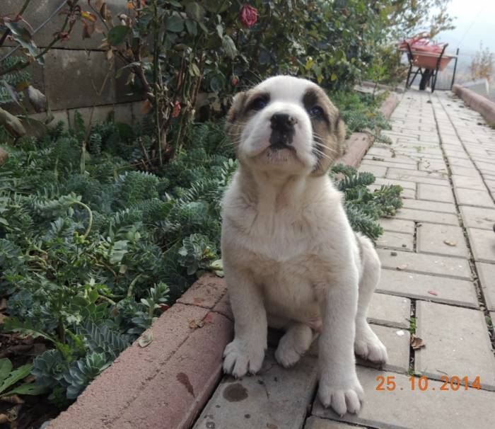 Продам щенков алабая., фотография 1