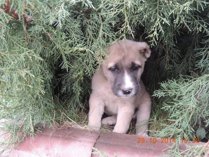 Продам щенков алабая., фотография 2