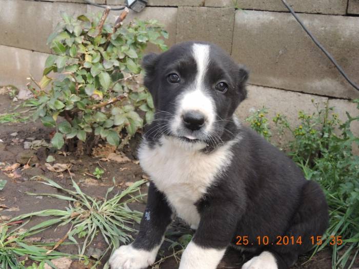 Продам щенков алабая., фотография 3