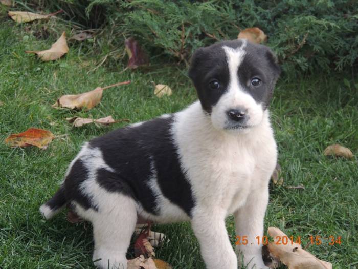 Продам щенков алабая., фотография 5