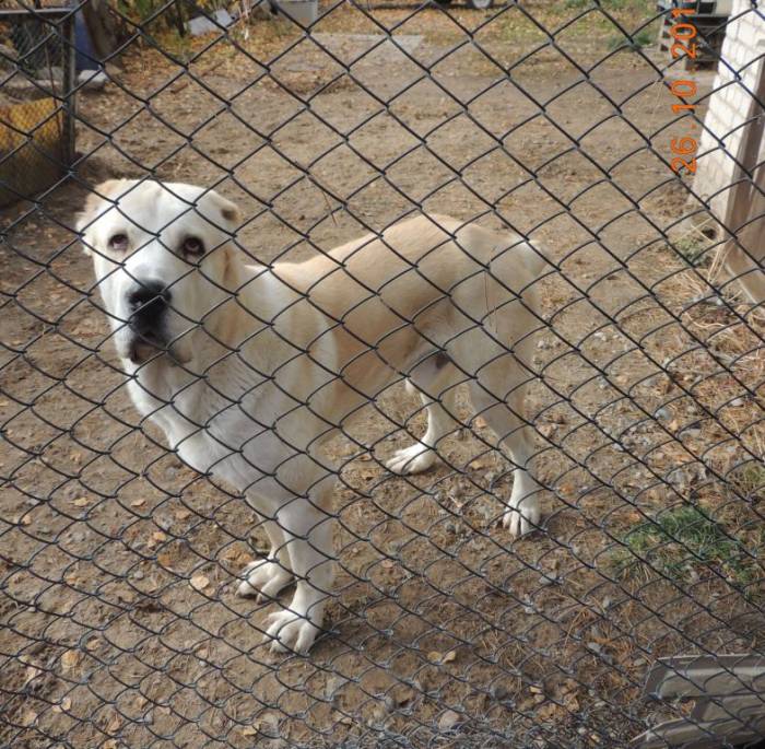 Продам щенков алабая., фотография 8