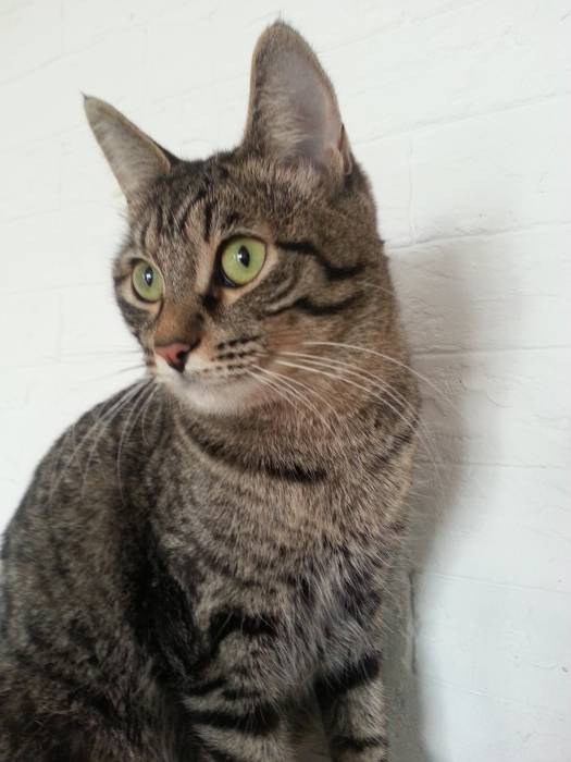 Happy cats оказывает услуги по уходу за кошками на время отпуска., фотография 1