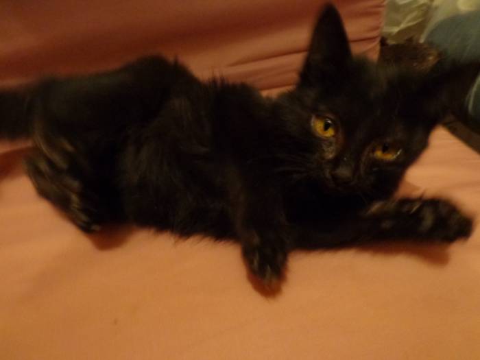 отдам котенка, фотография 2