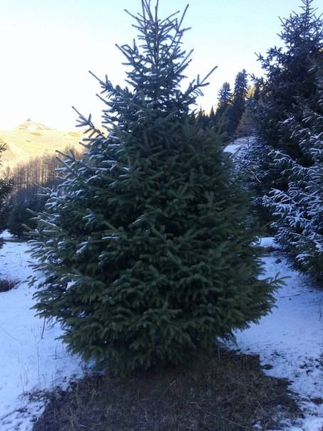 Продажа хвойных деревьев, фотография 1