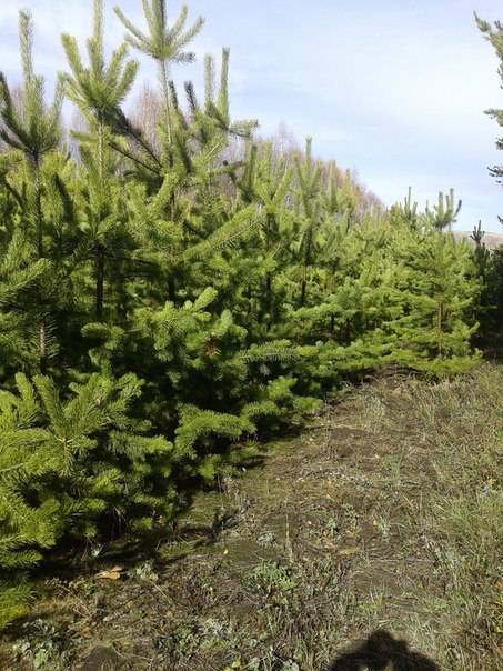 Продажа хвойных деревьев, фотография 2