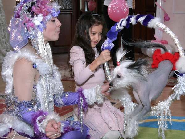 Дрессированные собачки в Алматы, фотография 1