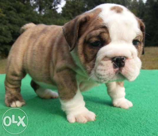 мальчик и девочка Английский бульдог щенки , фотография 1