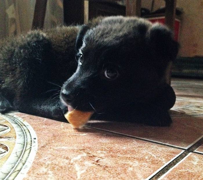 Щеночек ищет дом!, фотография 2