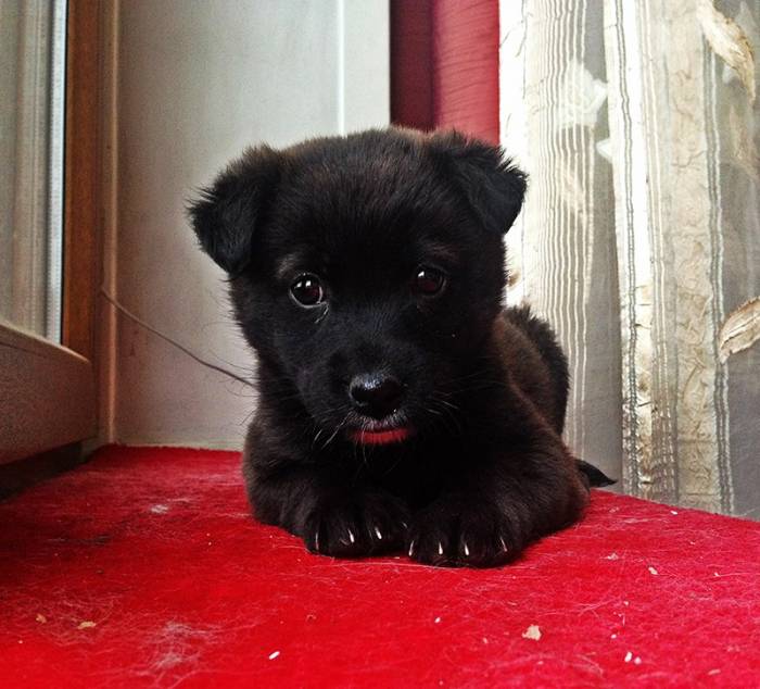 Щеночек ищет дом!, фотография 3