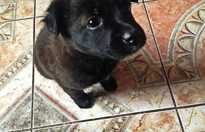 Щеночек ищет дом!, фотография 4