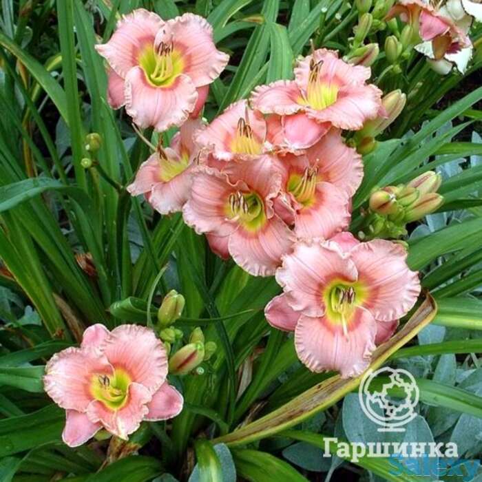 Лилейник элегант кэнди, фотография 1