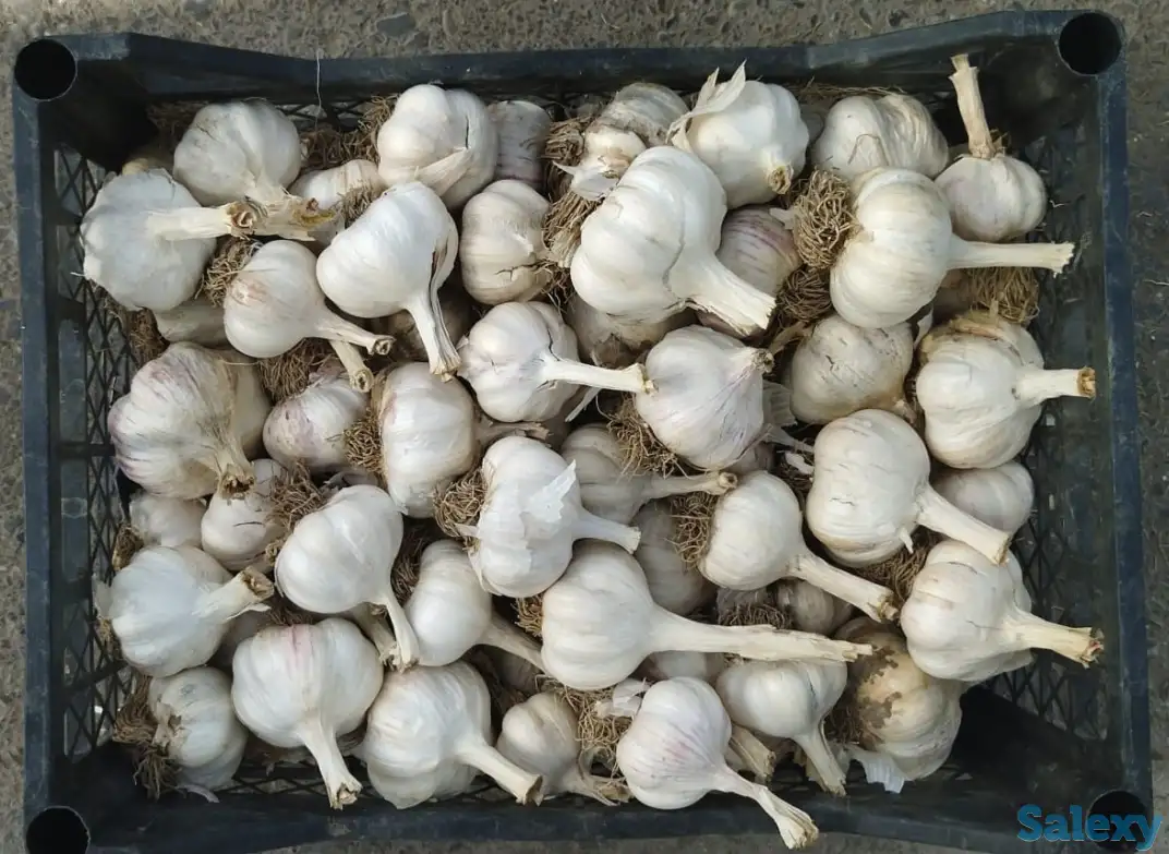 Чеснок, фотография 1