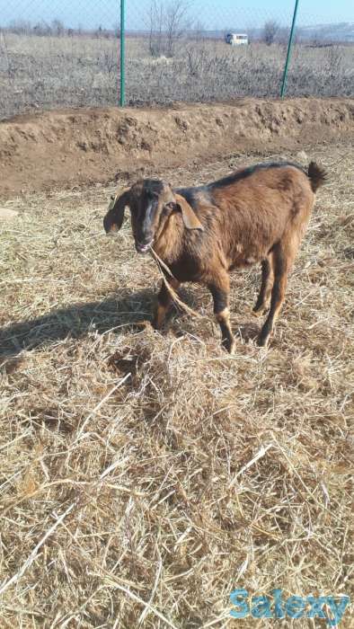 Осеменение. Молочные породы. Козы., фотография 1