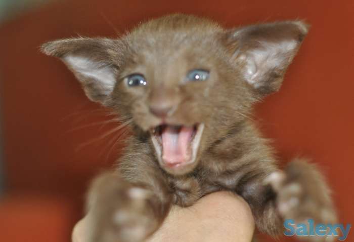 Ориентальные котята, фотография 5