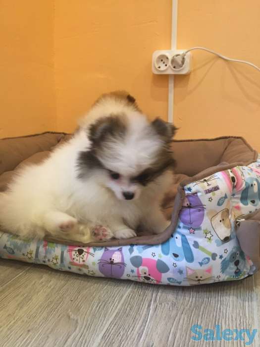 Щенки шпица: мальчик и девочка с вет.паспортами, фотография 4