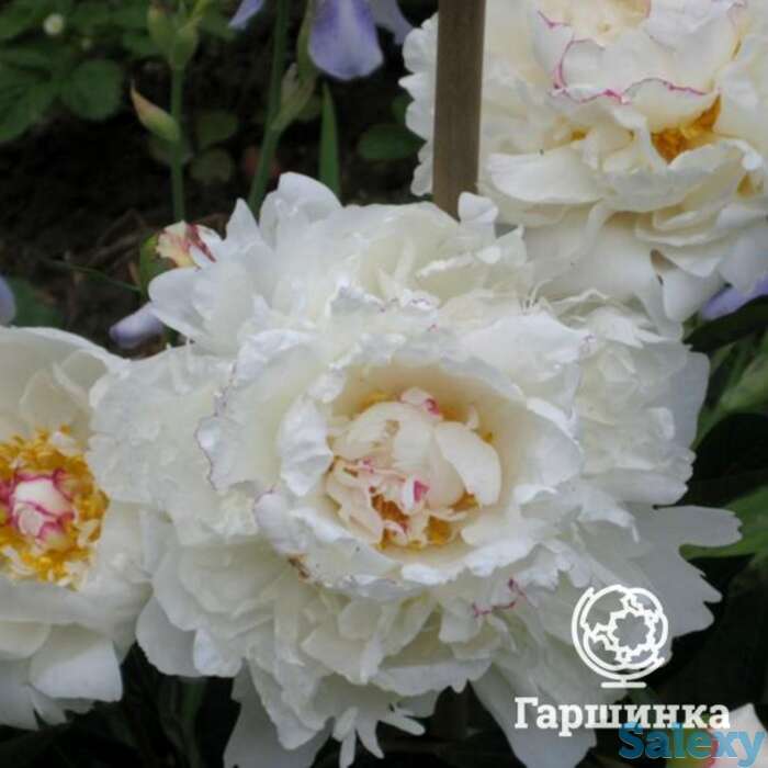 Пион буль де неж, фотография 1