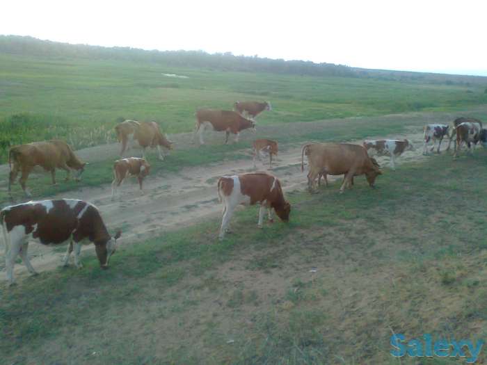 Крс оптом 29 голов 500$, фотография 3