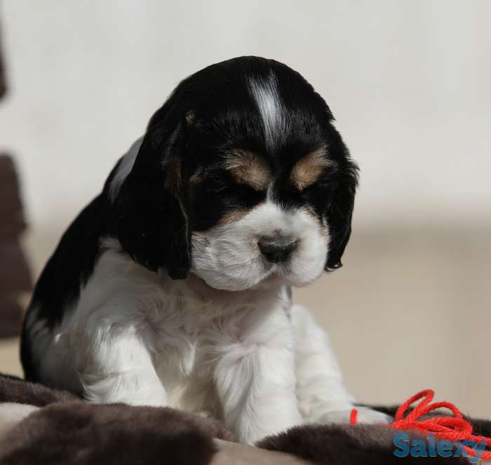 Американский кокер спаниель, фотография 8