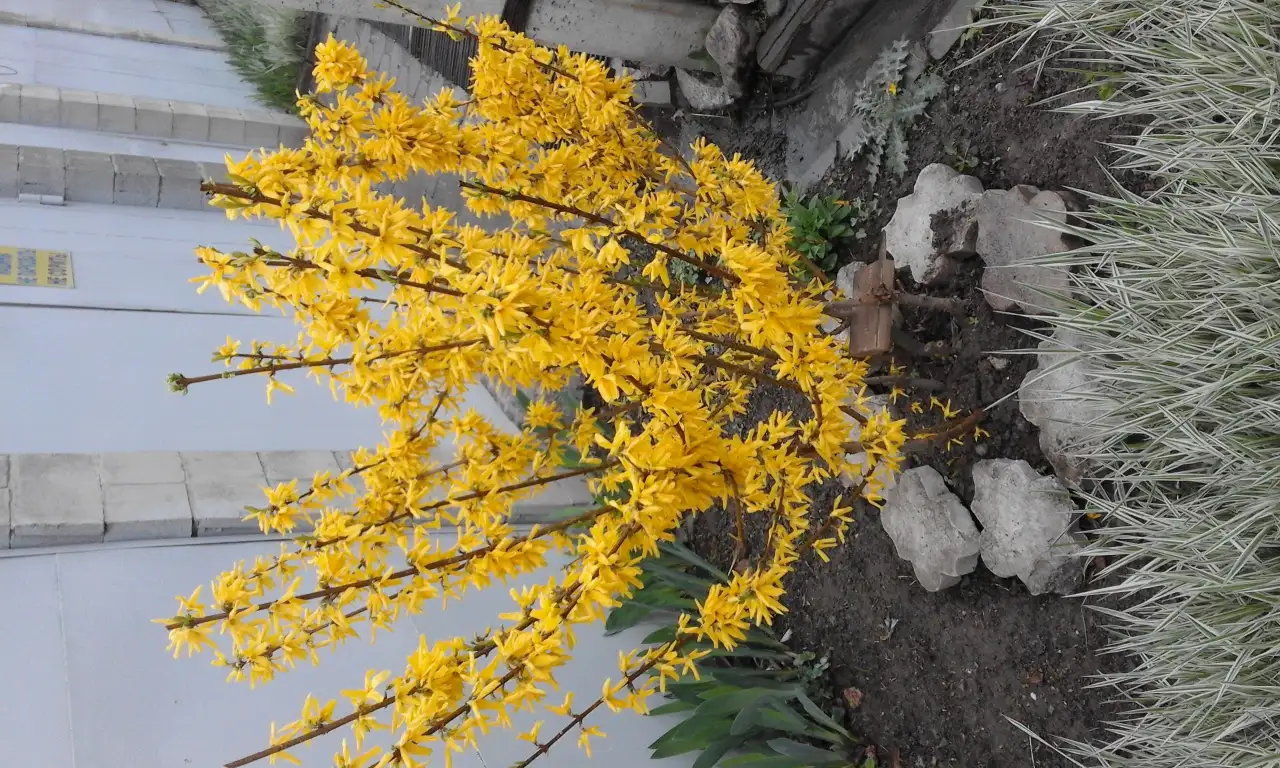 Садовые деревья цветущие и ягодные кустарники цветы многолетки, фотография 11