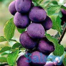 Саженец сливы колоновидной 