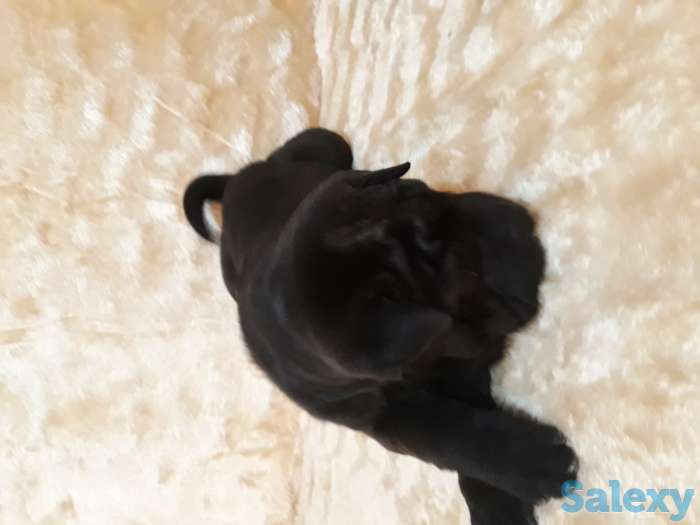 Продаются щенки Шарпея., фотография 3