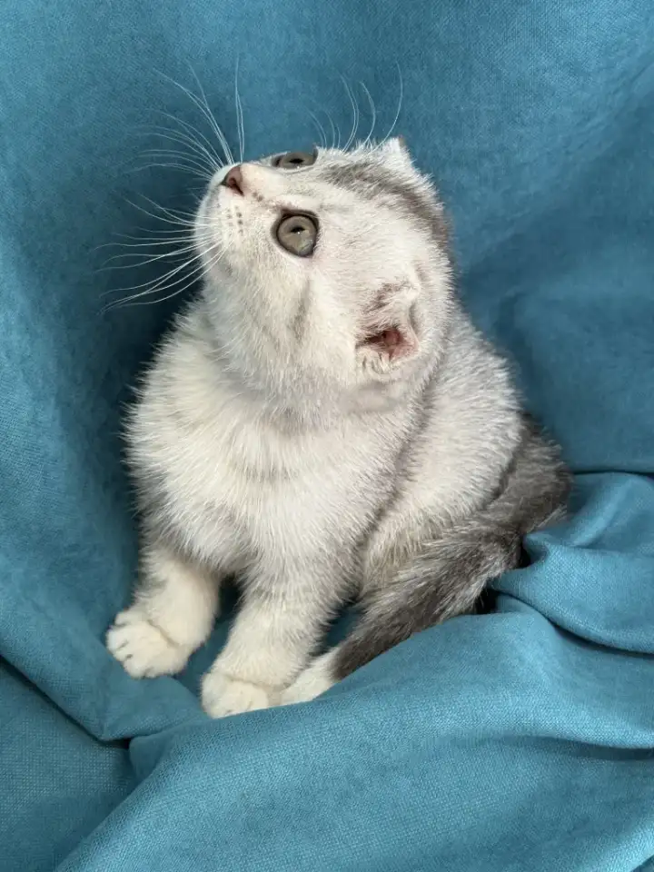 Продам котят. Породы серебристая шиншилла, фотография 3