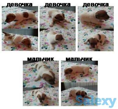 Продам предлагаем к продаже щенков, фотография 1
