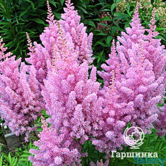 Астильба арендса Америка, фотография 1