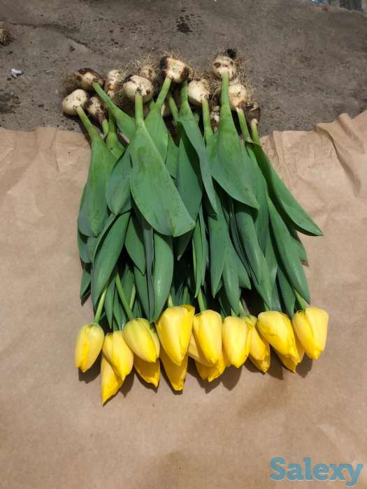 Тюльпаны оптом к 8 марта, фотография 11