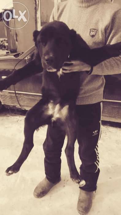 среднеазиатская овчарка , фотография 1