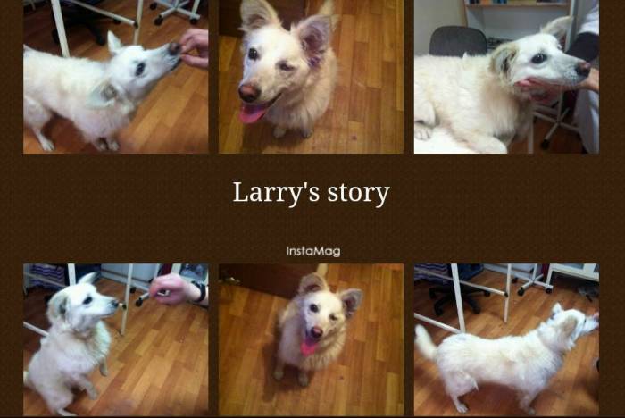 Срочно отдаем в хорошие ручки! , фотография 1