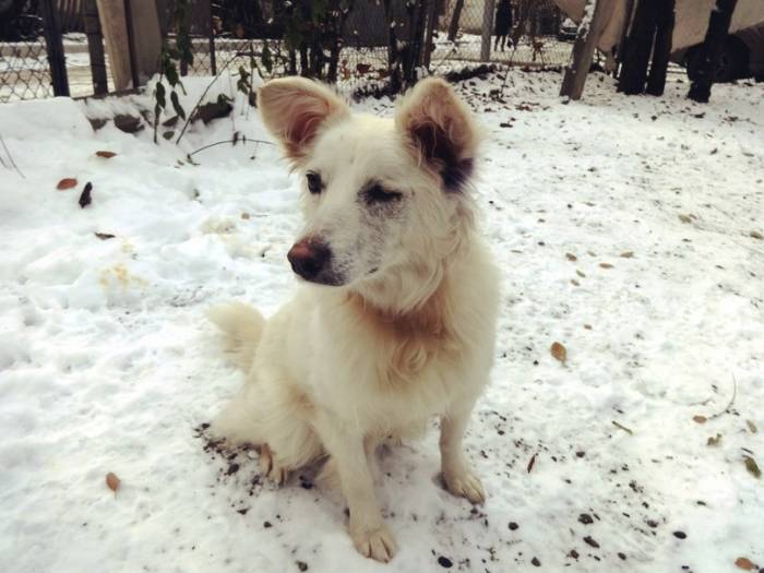 Срочно отдаем в хорошие ручки! , фотография 3