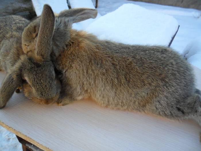 Кролики, фотография 3