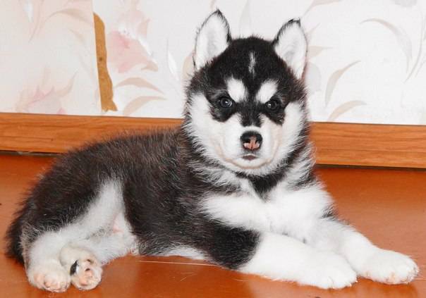 Продаются щенки породы сибирский Хаски, фотография 1