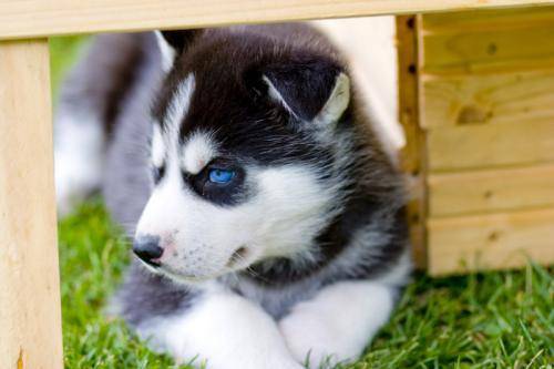 Голубоглазые щеночки сибирский хаски, фотография 1