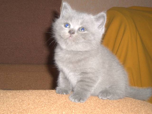 Продажа продаются очаровательные чистопородные, фотография 1