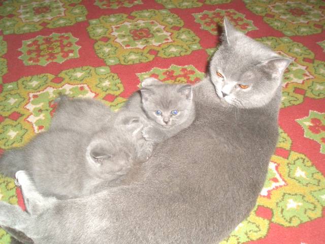 Продажа продаются очаровательные чистопородные, фотография 3