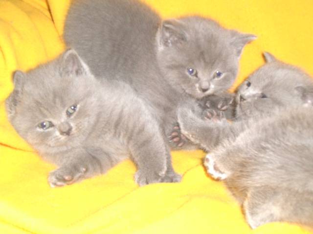 Продажа продаются очаровательные чистопородные, фотография 4