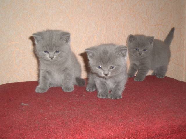 Продажа продаются очаровательные чистопородные, фотография 5