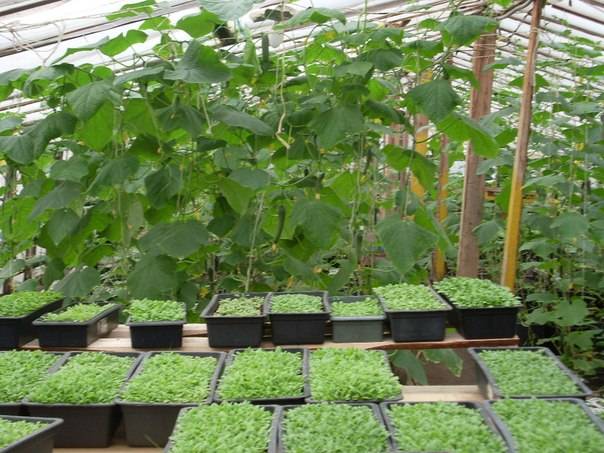 Действующий тепличный бизнес, фотография 3