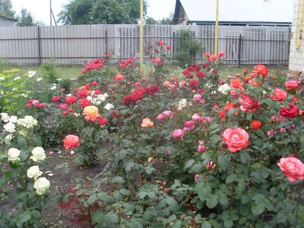 Действующий тепличный бизнес, фотография 9