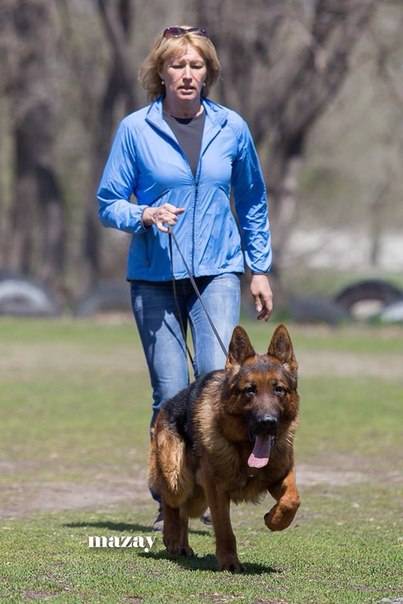 Продам щенков немецкой овчарки с отличной родословной , привитых., фотография 1