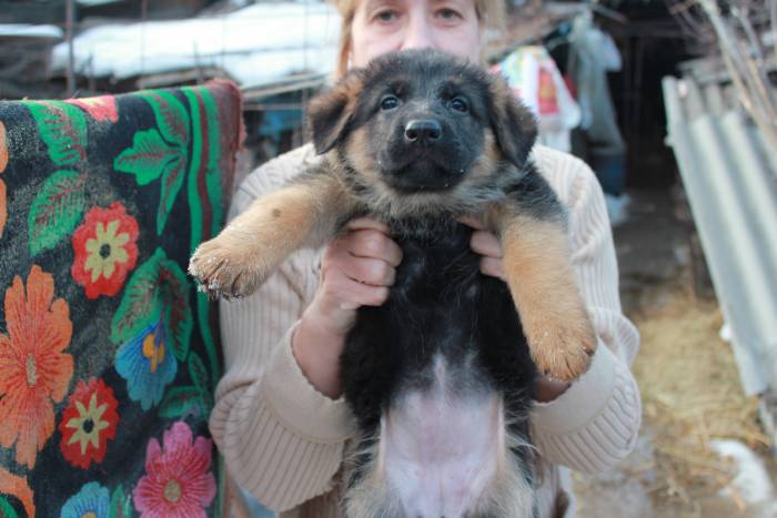 Продам щенков немецкой овчарки с отличной родословной , привитых., фотография 2